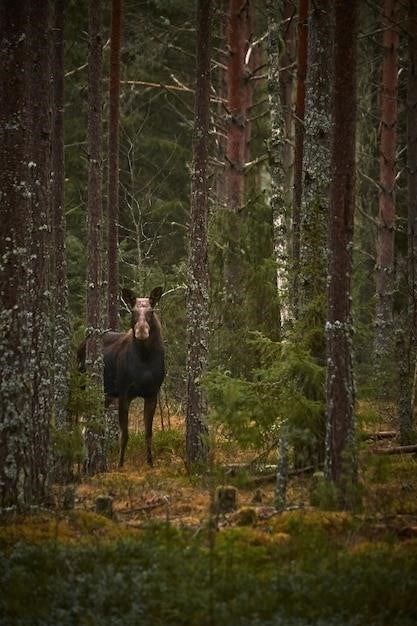 guided moose hunts in canada